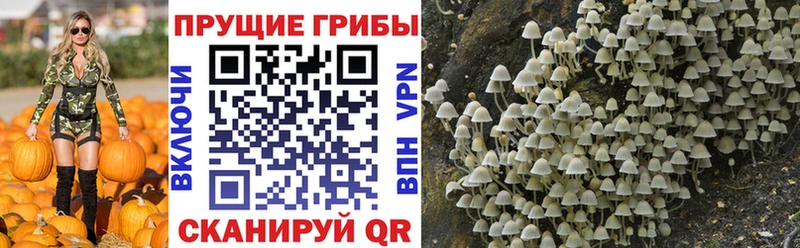 Галлюциногенные грибы Psilocybe  Купить  Нюрба 
